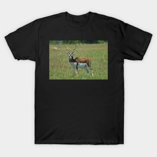 Blackbuck T-Shirt